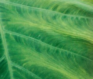 Preview wallpaper leaf, veins, macro, green, plant, stripes