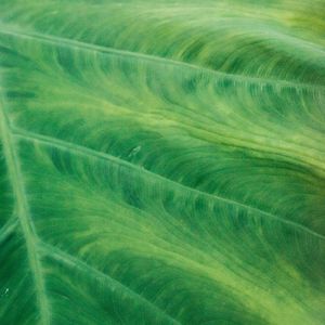 Preview wallpaper leaf, veins, macro, green, plant, stripes