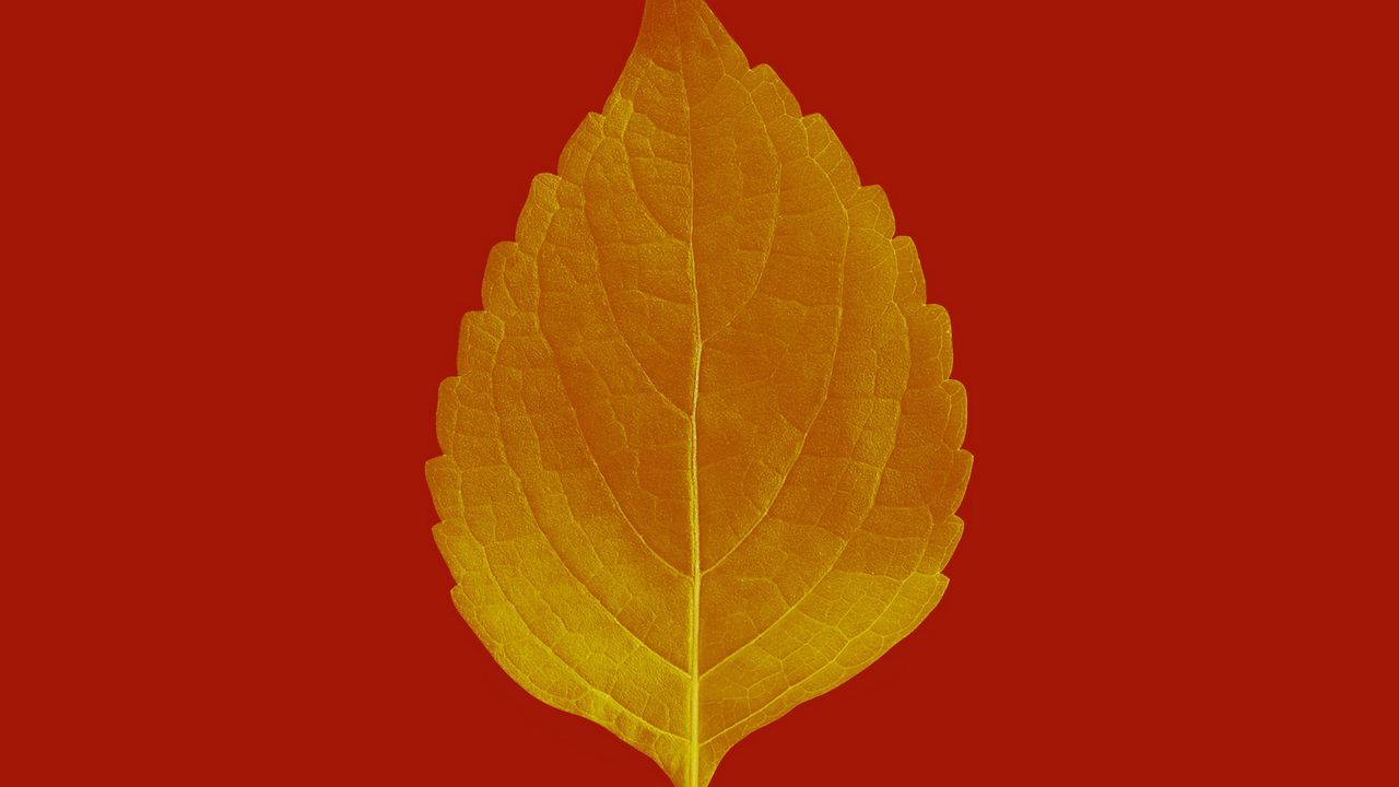 Wallpaper leaf, veins, macro, plant, red, autumn