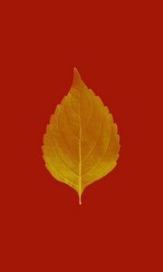 Preview wallpaper leaf, veins, macro, plant, red, autumn