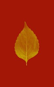 Preview wallpaper leaf, veins, macro, plant, red, autumn