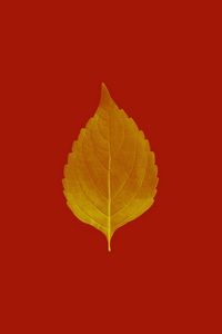 Preview wallpaper leaf, veins, macro, plant, red, autumn