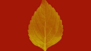 Preview wallpaper leaf, veins, macro, plant, red, autumn