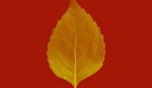 Preview wallpaper leaf, veins, macro, plant, red, autumn