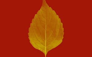 Preview wallpaper leaf, veins, macro, plant, red, autumn