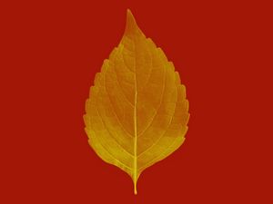 Preview wallpaper leaf, veins, macro, plant, red, autumn