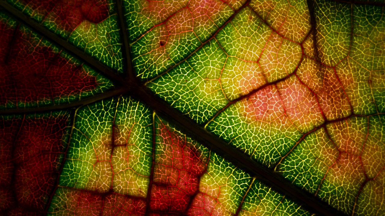 Wallpaper leaf, veins, macro, autumn, colorful