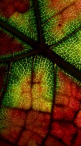 Preview wallpaper leaf, veins, macro, autumn, colorful