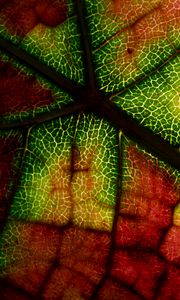 Preview wallpaper leaf, veins, macro, autumn, colorful