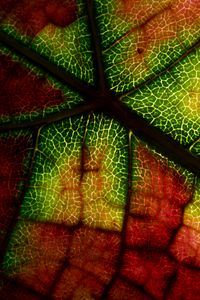 Preview wallpaper leaf, veins, macro, autumn, colorful