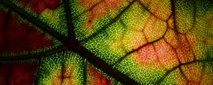 Preview wallpaper leaf, veins, macro, autumn, colorful