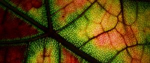 Preview wallpaper leaf, veins, macro, autumn, colorful