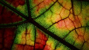 Preview wallpaper leaf, veins, macro, autumn, colorful