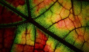 Preview wallpaper leaf, veins, macro, autumn, colorful
