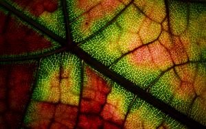 Preview wallpaper leaf, veins, macro, autumn, colorful