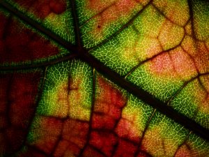 Preview wallpaper leaf, veins, macro, autumn, colorful