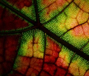 Preview wallpaper leaf, veins, macro, autumn, colorful