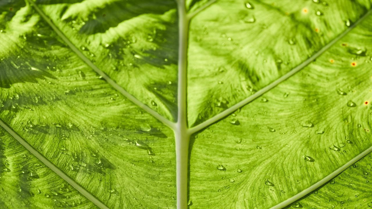 Wallpaper leaf, veins, macro, green, stripes