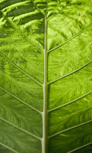Preview wallpaper leaf, veins, macro, green, stripes