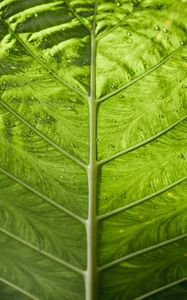 Preview wallpaper leaf, veins, macro, green, stripes