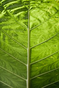 Preview wallpaper leaf, veins, macro, green, stripes