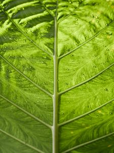 Preview wallpaper leaf, veins, macro, green, stripes