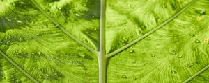 Preview wallpaper leaf, veins, macro, green, stripes