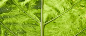 Preview wallpaper leaf, veins, macro, green, stripes
