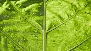 Preview wallpaper leaf, veins, macro, green, stripes