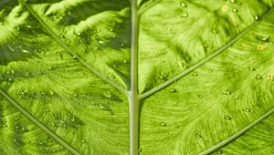 Preview wallpaper leaf, veins, macro, green, stripes