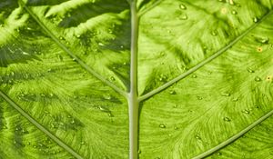 Preview wallpaper leaf, veins, macro, green, stripes