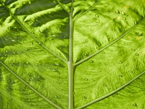 Preview wallpaper leaf, veins, macro, green, stripes