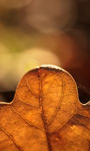Preview wallpaper leaf, veins, macro, autumn, blur