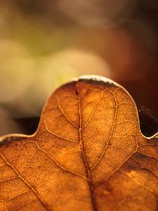 Preview wallpaper leaf, veins, macro, autumn, blur