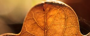 Preview wallpaper leaf, veins, macro, autumn, blur