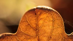 Preview wallpaper leaf, veins, macro, autumn, blur