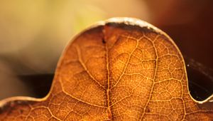 Preview wallpaper leaf, veins, macro, autumn, blur