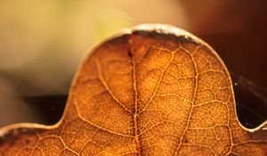 Preview wallpaper leaf, veins, macro, autumn, blur