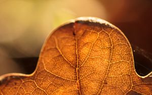 Preview wallpaper leaf, veins, macro, autumn, blur
