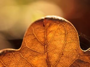 Preview wallpaper leaf, veins, macro, autumn, blur