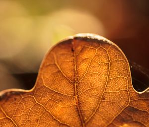 Preview wallpaper leaf, veins, macro, autumn, blur