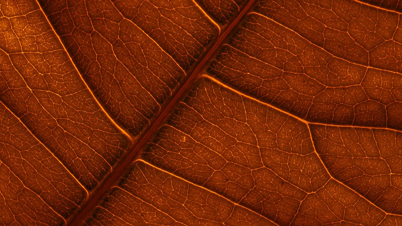 Wallpaper leaf, veins, macro, structure, brown