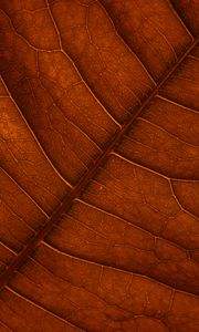 Preview wallpaper leaf, veins, macro, structure, brown