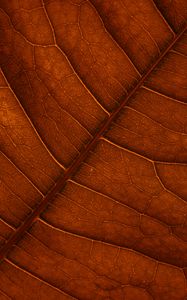 Preview wallpaper leaf, veins, macro, structure, brown