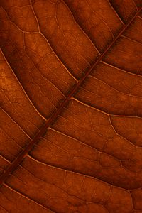Preview wallpaper leaf, veins, macro, structure, brown