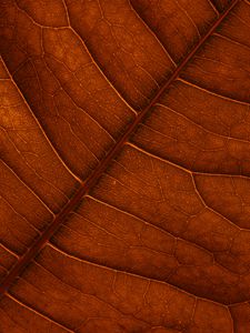 Preview wallpaper leaf, veins, macro, structure, brown