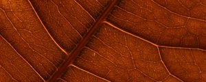 Preview wallpaper leaf, veins, macro, structure, brown