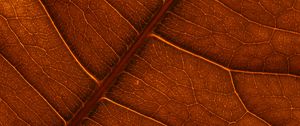 Preview wallpaper leaf, veins, macro, structure, brown