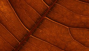 Preview wallpaper leaf, veins, macro, structure, brown