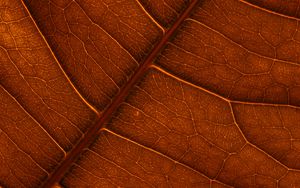 Preview wallpaper leaf, veins, macro, structure, brown